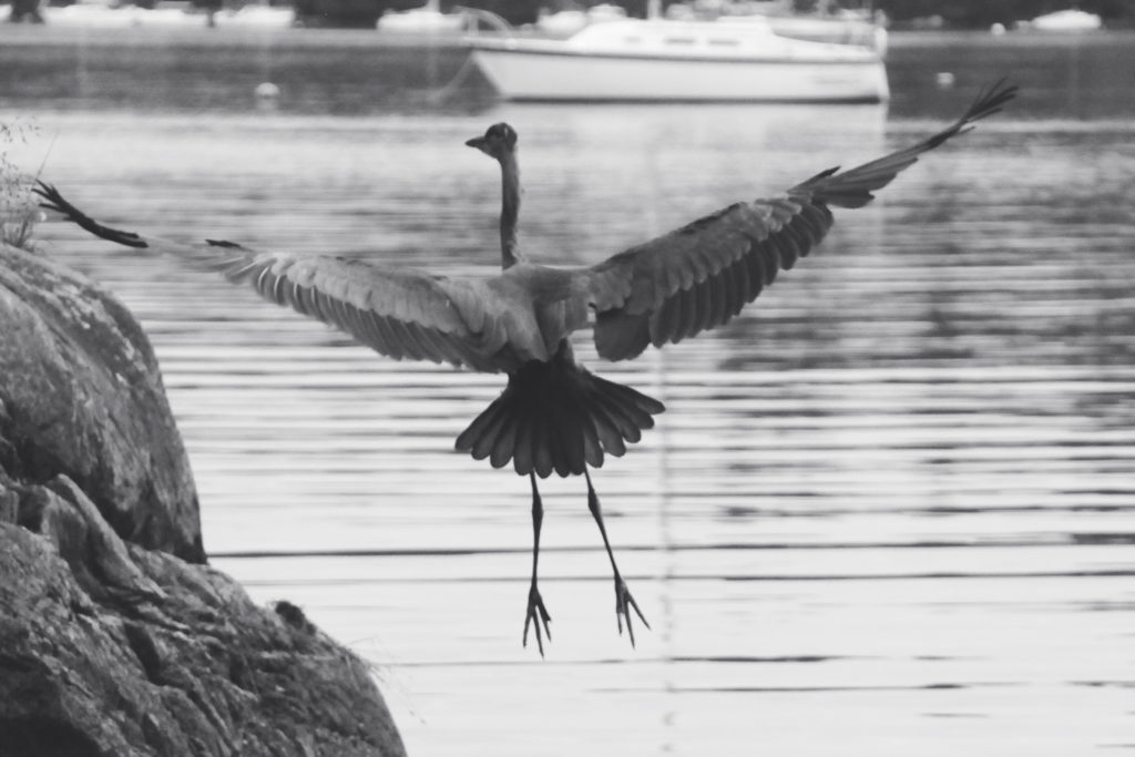 island life - heron