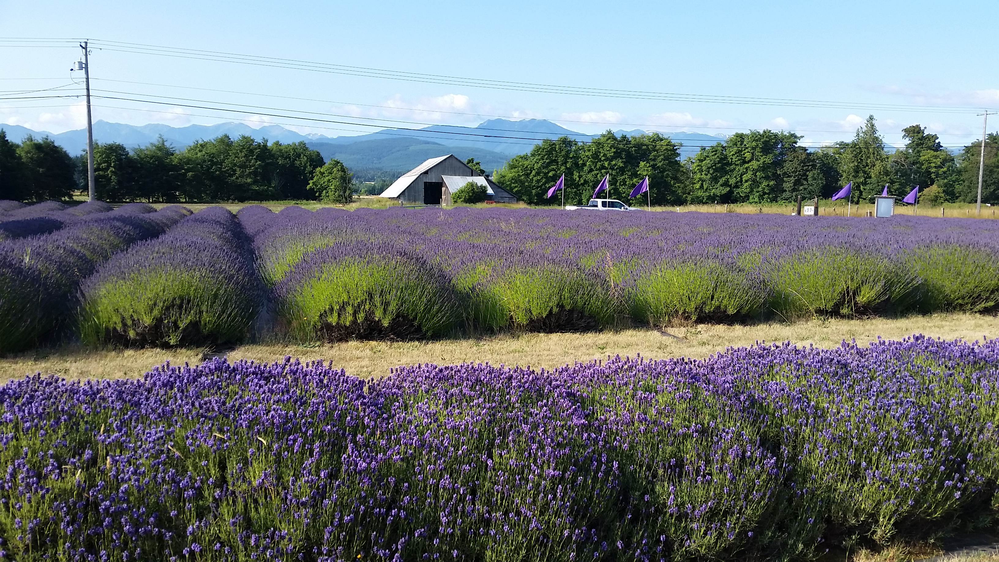 Lavender fields - in Washington State, USA