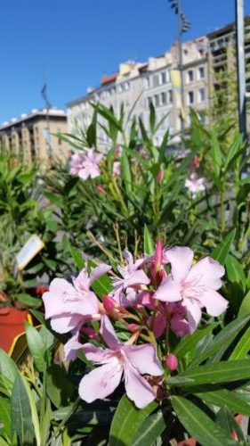 First flowers seen in Marseille, France