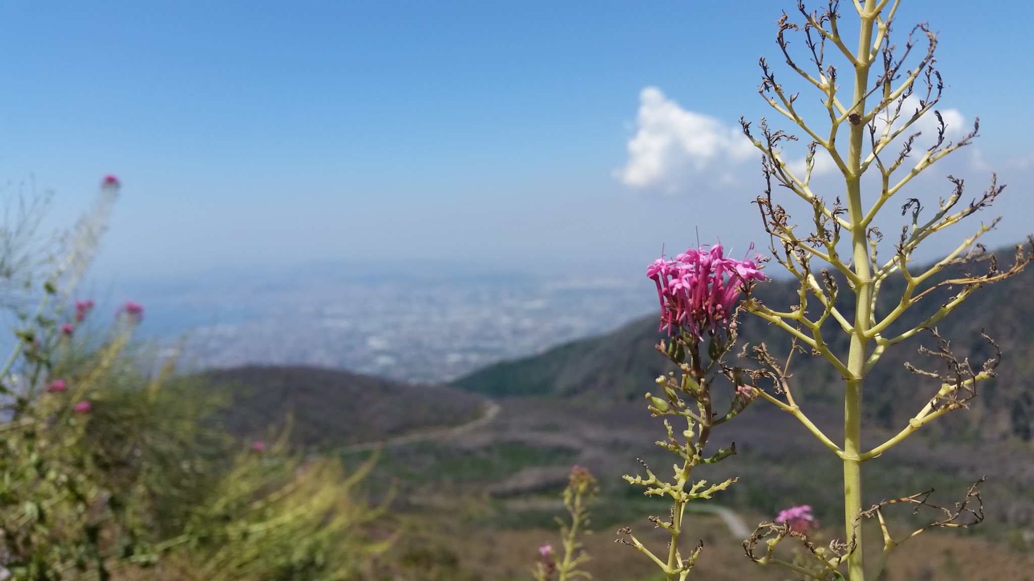 Flower on Mount Vesuvius near Pompeii, Italy