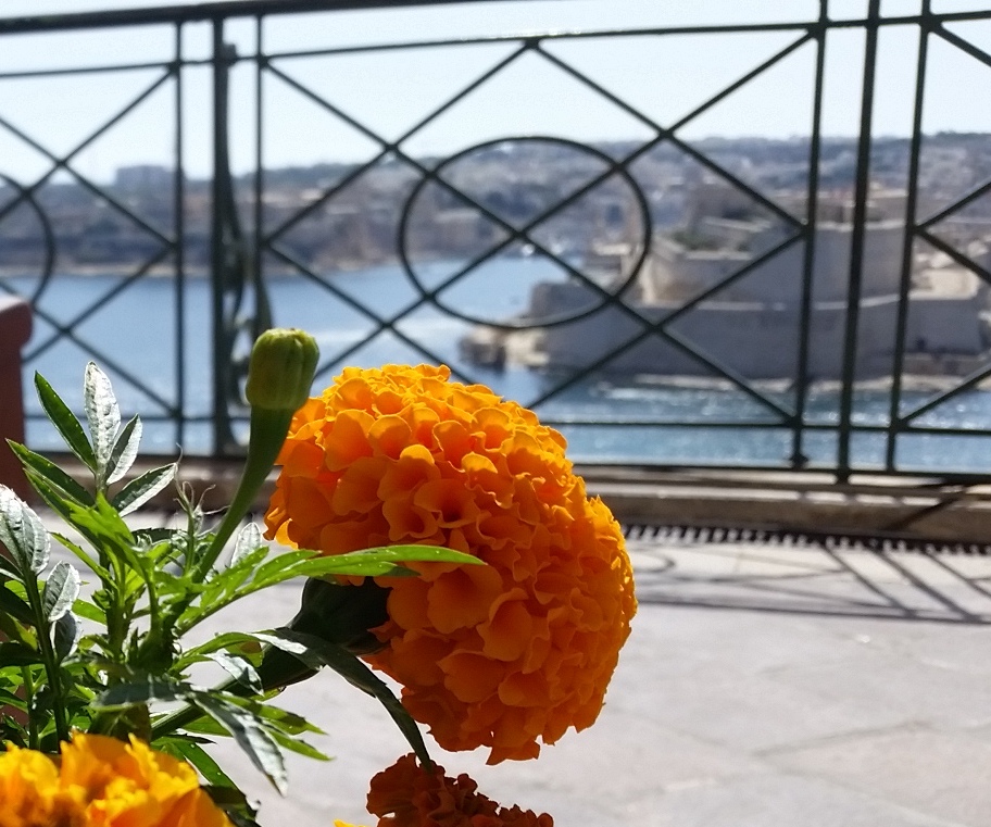 Giant Marigolds in Valetta, Malta