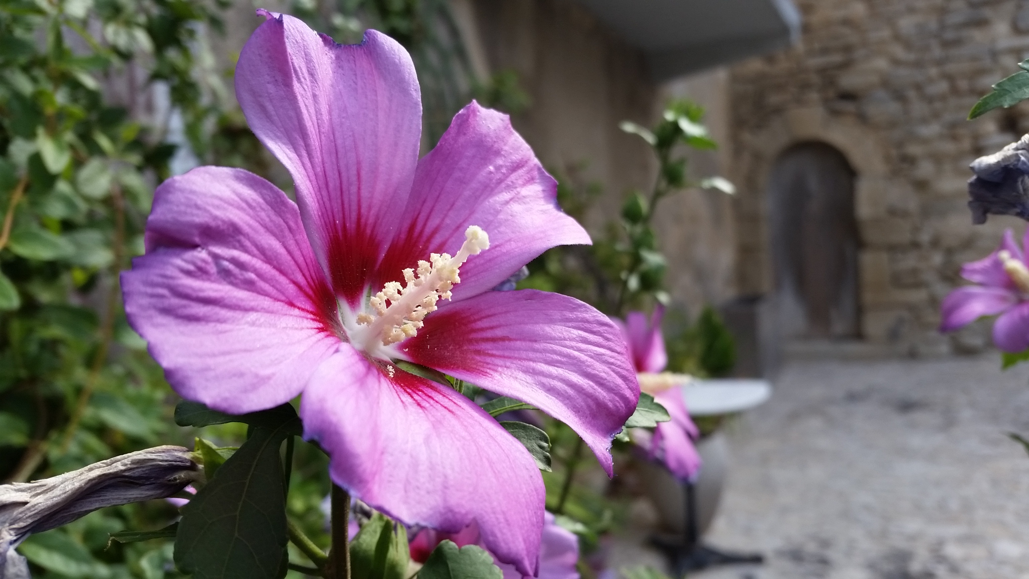 Hibiscus in Lourmarin, France