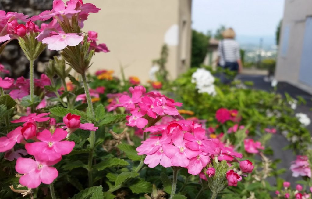 Flowers in Lourmarin, France