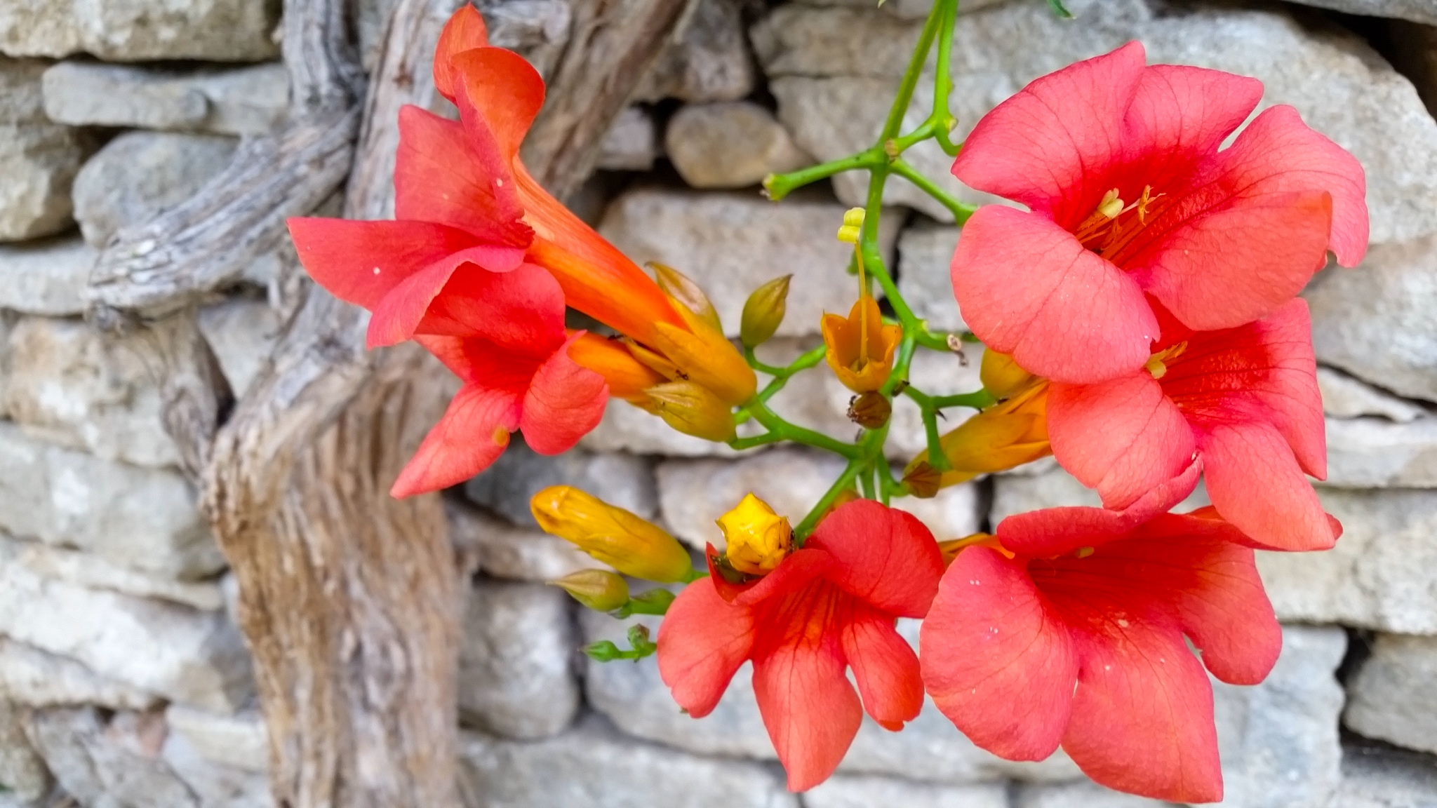 Scarlet-colored flowers in Lourmarin, France 