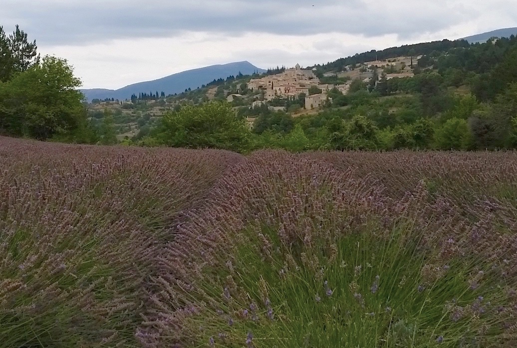 Lavender fields - in Sault, Aix-en-Provence, France