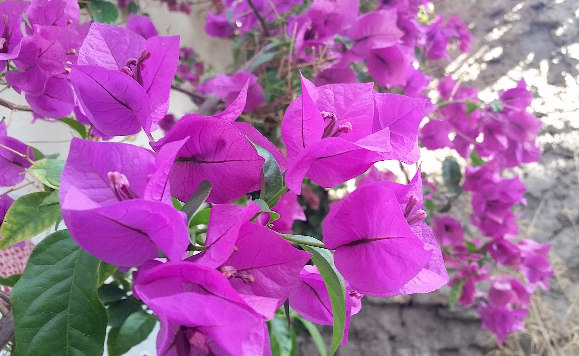 Bougainvillea in Marseille, France