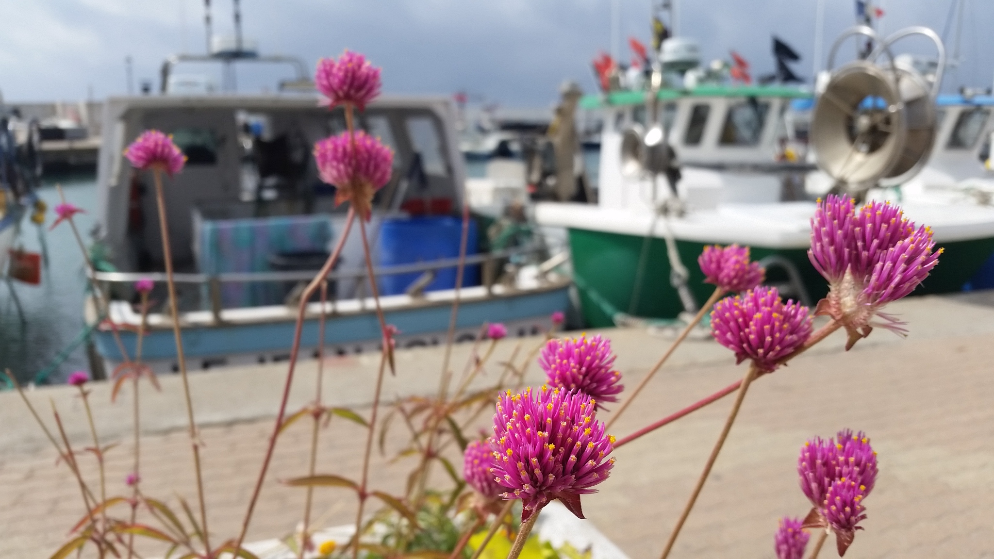 Clover (I'm guessing) seen in Saintes-Maries-de-la-Mer, Camargue, France