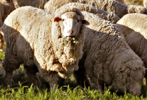 Merino sheep - photo from Wikipedia