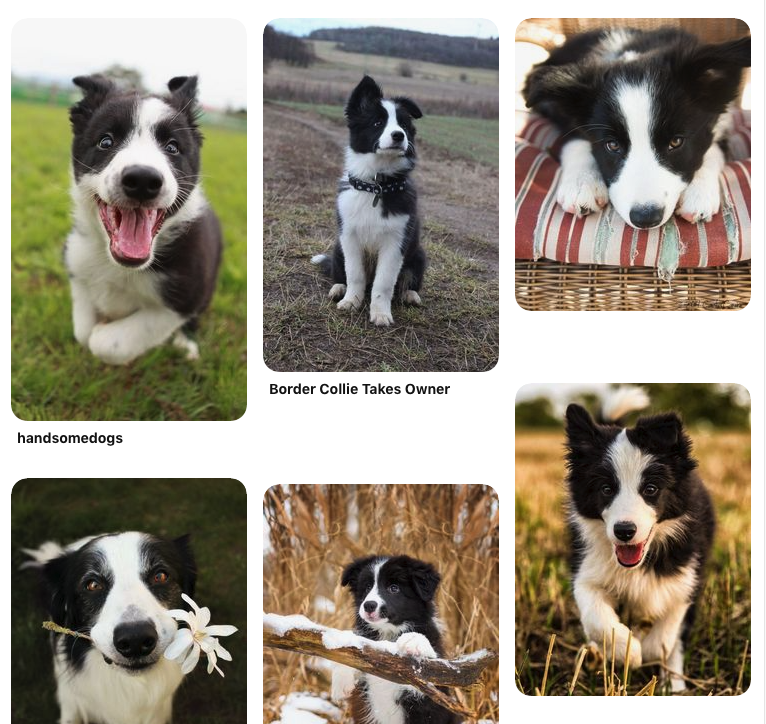 Screenshot from A Bride for Heddwyn's Pinterest board - with Border Collies